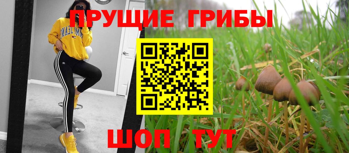 Галлюциногенные грибы GOLDEN TEACHER  магазин  наркотиков  Нижнеудинск  Вход с VPN 
